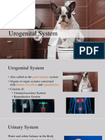 Urogenital System: Anatomy and Function