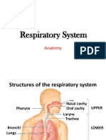 Respiratory System Anatomy in 40 Characters