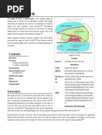 Plesiomorphy and Symplesiomorphy | PDF | Biological Classification ...