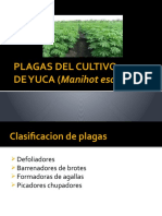 6ta. Plagasde La Yuca