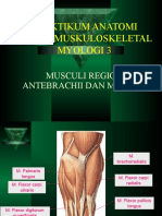 Praktikum Anatomi Sistem Muskuloskeletal Myologi 3: Musculi Regio Antebrachii Dan Manus