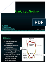 11. Σκελετός Πυέλου