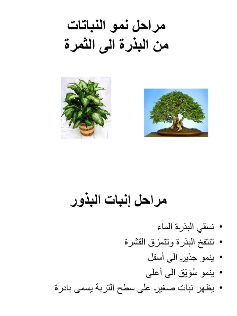 مراحل نمو النباتات 2 | PDF
