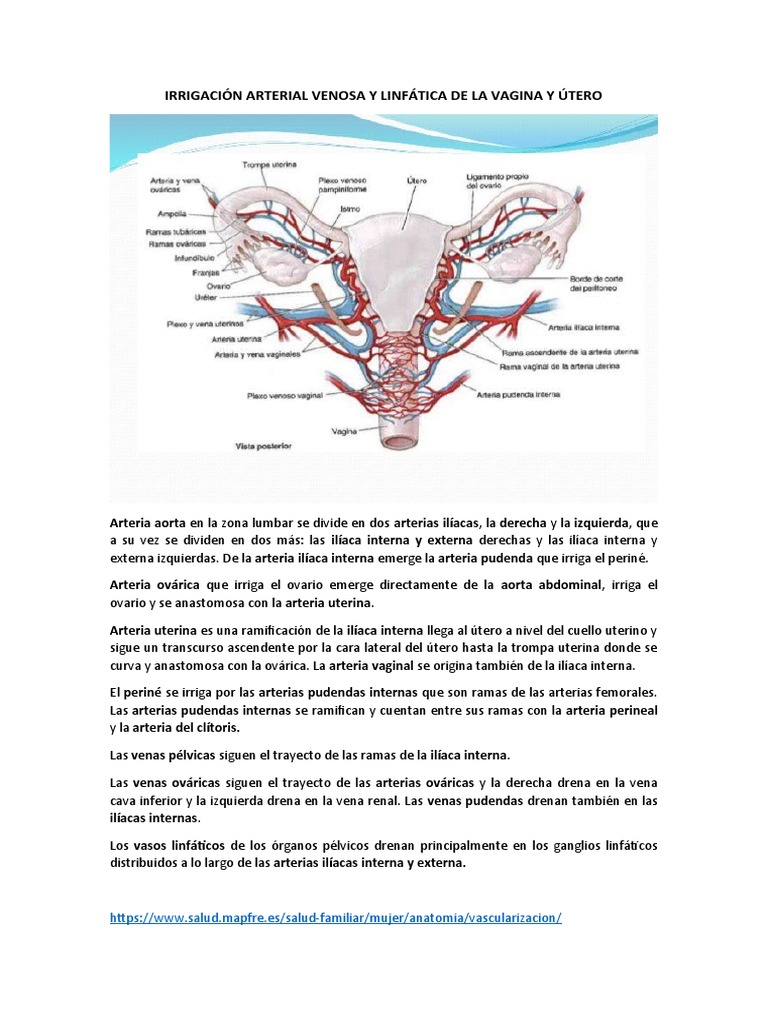 Irrigación Arterial Venosa y Linfática de La Vagina y Útero | PDF ...