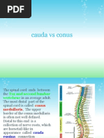 Cauda Vs Conus