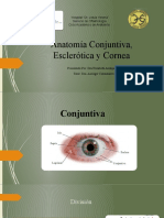 Anatomía Conjuntiva, Esclerótica y Cornea Eli