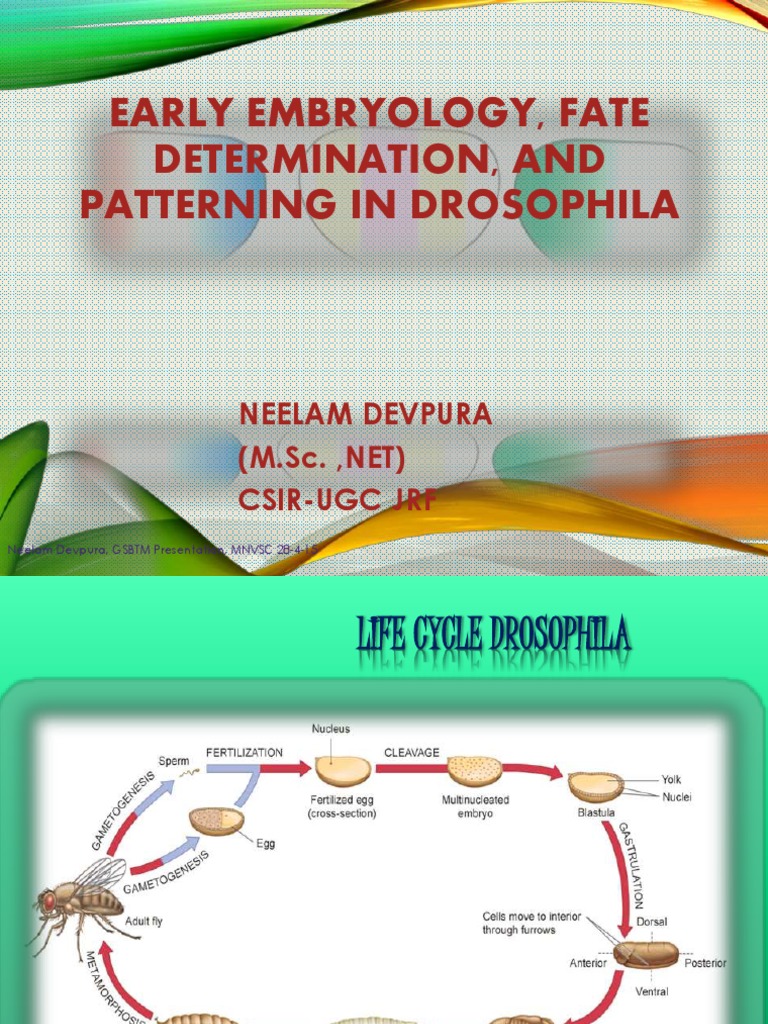 Early Embryology, Fate Determination, and Patterning in Drosophila ...