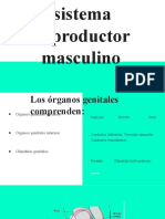 Aparato Reproductor Masculino