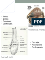 Anatomia