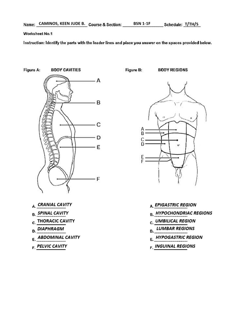 Anatomical Regions and Terms Guide | PDF