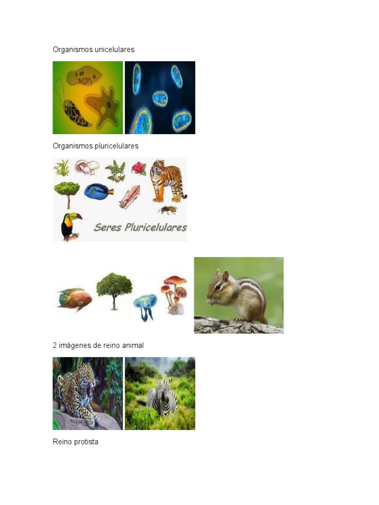 Organismos Unicelulares | PDF | Derecho