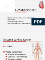 Sist. cardio. I: Anat. corazón, circ. sistémica y pulmonar