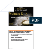 Meiosis & 14: Biology Biology