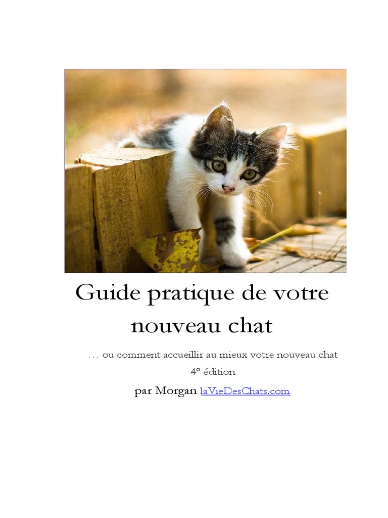 L'herbe à chat : tout savoir sur ses effets - Magazine zooplus