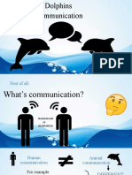 Dolphins Communication