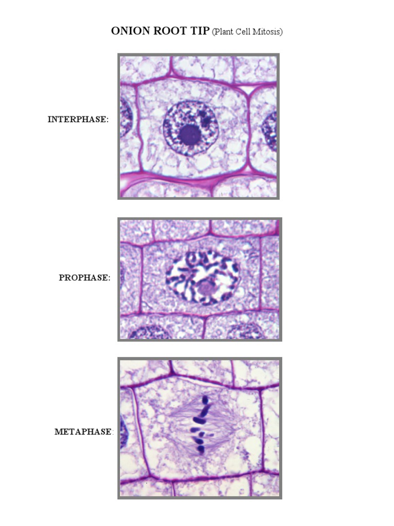 Onion Root Tip and Whitefish Blastula Images PDF