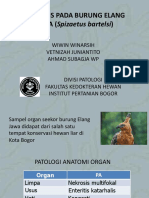 SPLENITIS Pada BURUNG ELANG JAWA