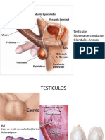 Aparato Genital Masculino.