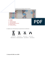 Ácidos nucleicos, cromosomas y comparación ADN-ARN