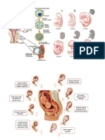 Gestacion Humana