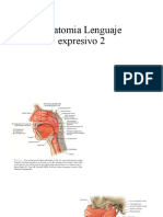 Anatomia Leng Expr