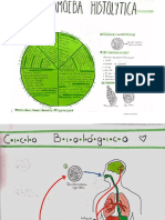 Entamoeba Histolytica