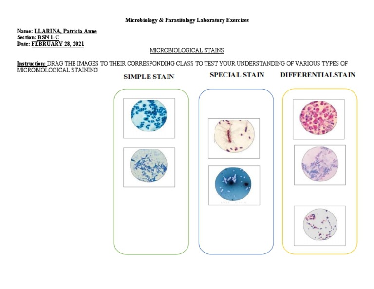 Microbiological Staining Exercises | PDF | Self-Improvement | Wellness