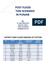 Flood Damage of Cotton in Punjab