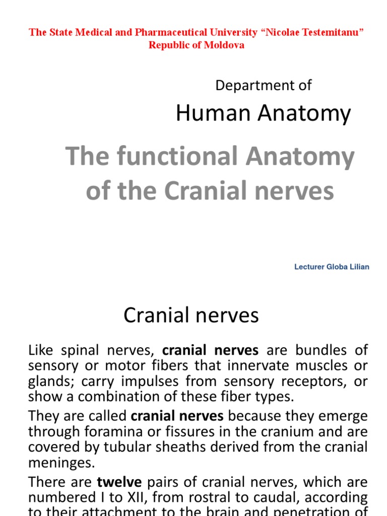 Functional Anatomy of Cranial Nerves | PDF | Vagus Nerve | Neuroscience