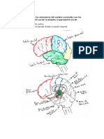 Estructura Del Cerebro, Cognicion Social