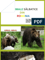 Animale sălbatice din România