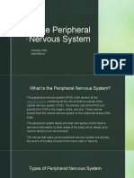 The Peripheral Nervous System: Kimberly Pinto Allan Murcia