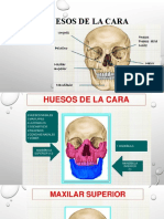 Huesos de La Cara