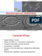Diatomeas: características y tipos