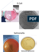 Bahan Gambar Morfologi Mikrobio