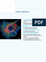 La Célula Orgánulos Celulares
