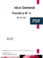 Pra3-Anatomia Raiz, Tallo y Hoja