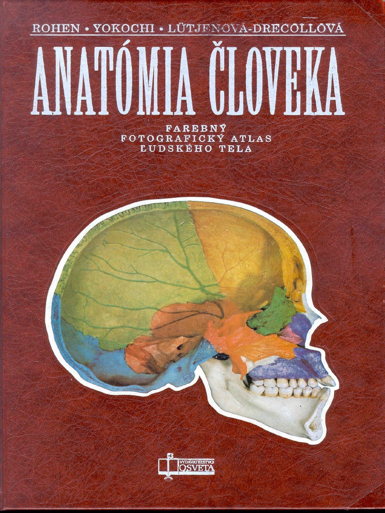 Atlas Anatomie Yokochi | PDF