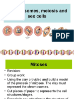 Chromosme Meiosis &amp Mitosis