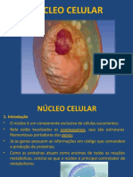 Nucleo Celular