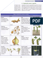 Reproducción de Plantas Plus