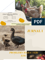 KELOMPOK 3A - OH - Avian Influenza (Flu Burung)