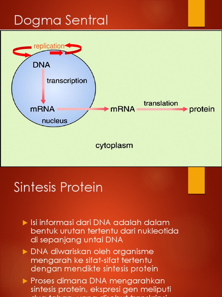 Tahap Transkripsi Sintesis Protein | PDF