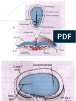 Embryology