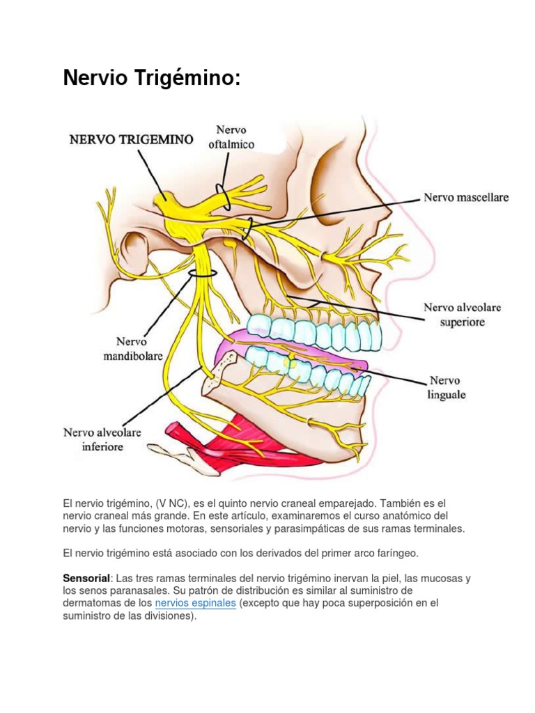 Nervio Trigémino | PDF | Anatomía humana | Cabeza y cuello humanos