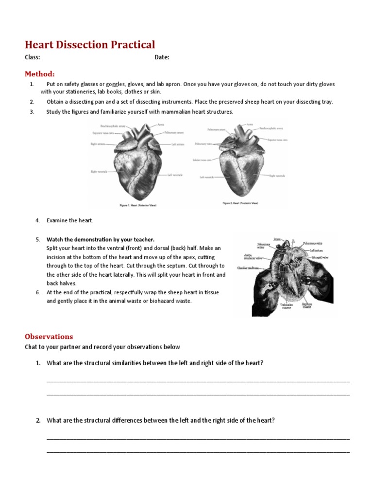 Biology Worksheet Sheep Heart Dissection | PDF | Heart Valve | Atrium (Heart )