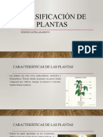 Clasificación de Las Plantas-9°