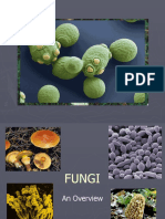 FUNGI