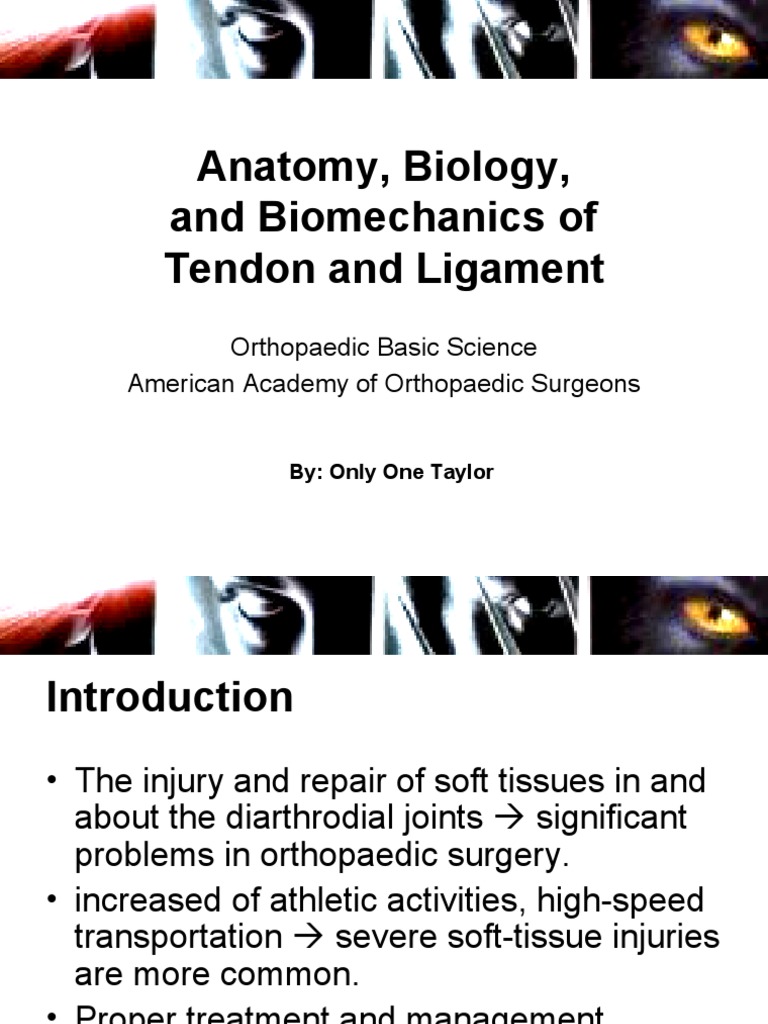 Anatomy, Biology, and Biomechanic of The Tendon and Ligament | PDF ...