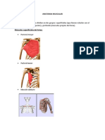 Anatomia Muscular